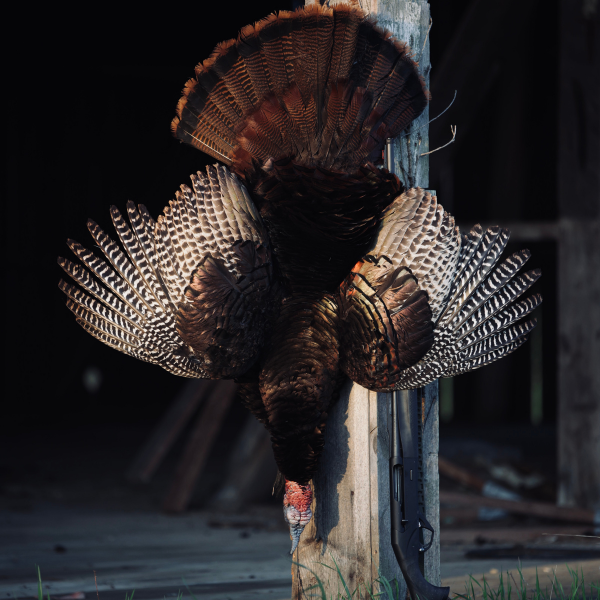 Kent Cartridge turkey hunting image