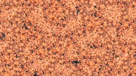 Target Close Up Image