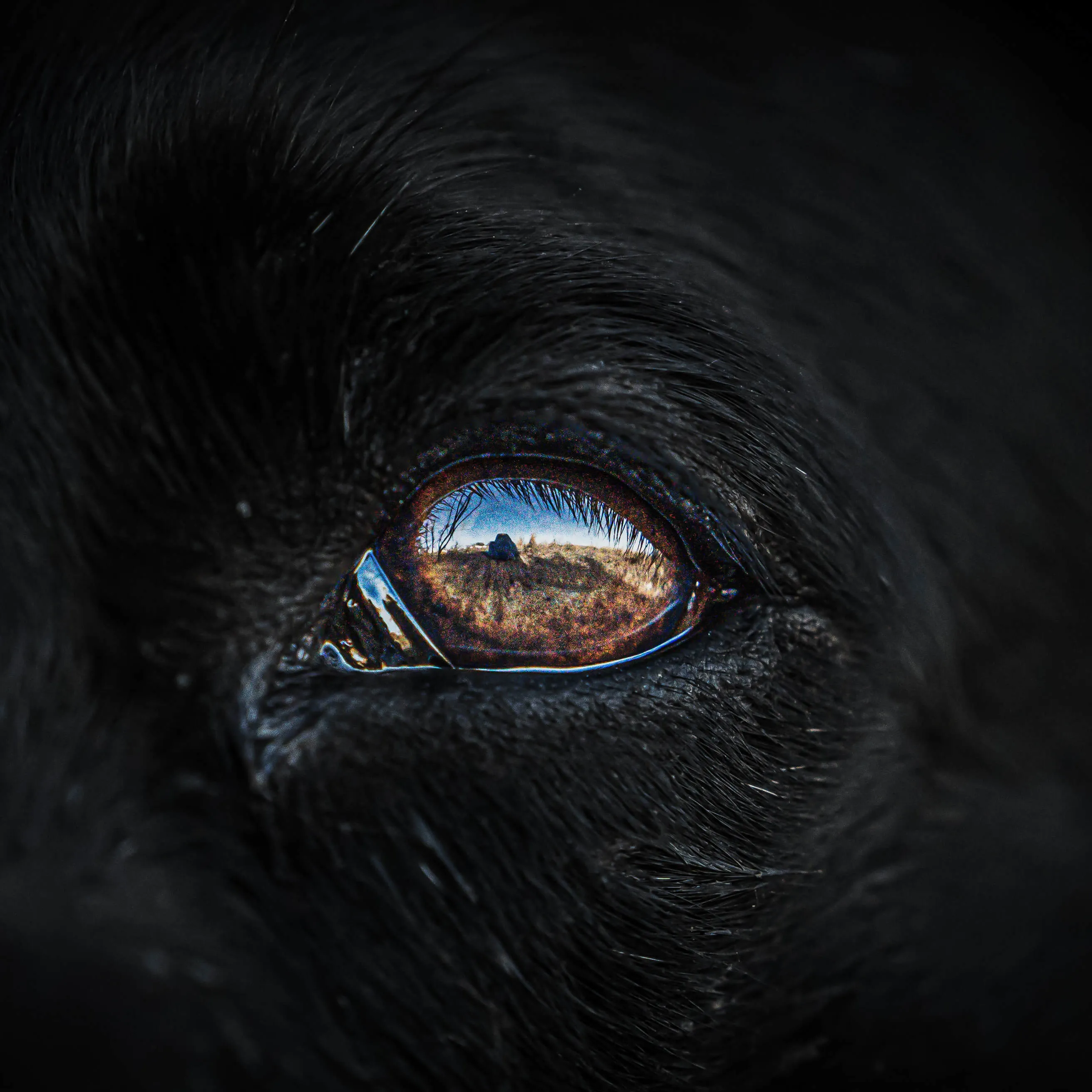 Close Up of an Animals Eye