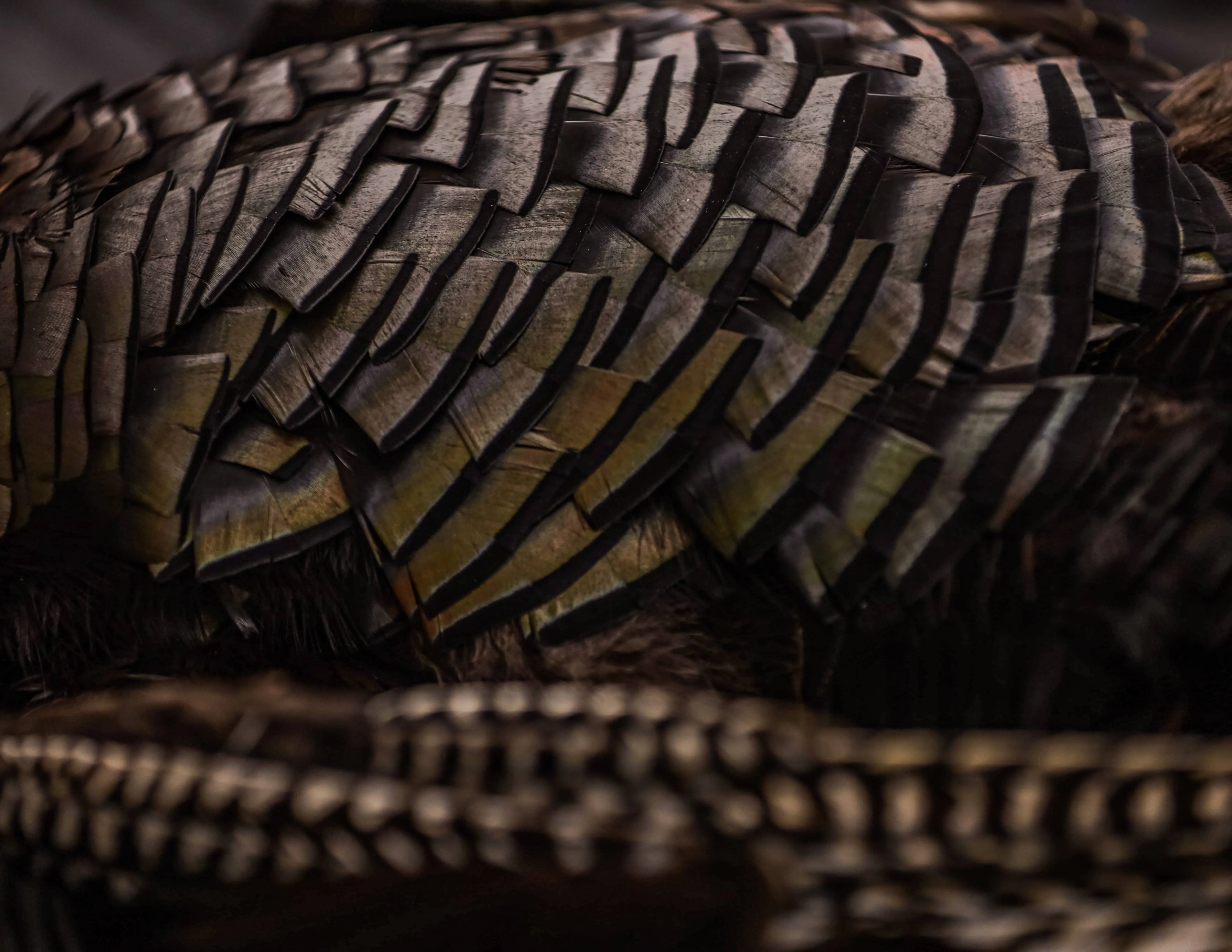 Turkey Close Up