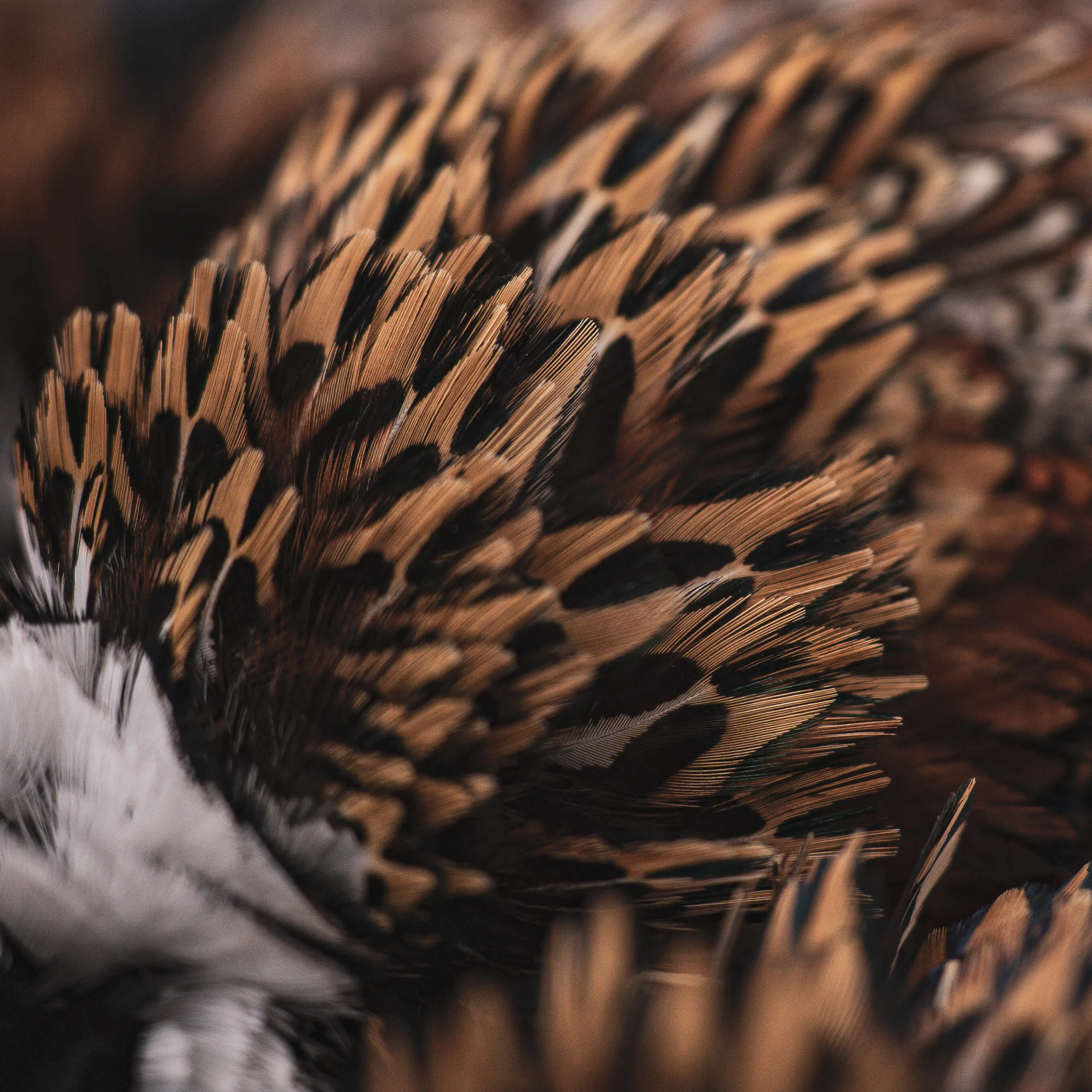 Upland Birds Close Up Look